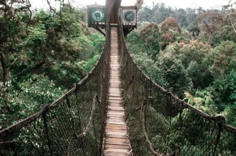 Bukit Bangkirai Objek Wisata Alam Hits Dengan Panorama Alam Memukau Di