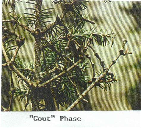 Balsam Woolly Adelgid: Insect & Disease Fact Sheets: Forest Health & Monitoring: Maine Forest ...