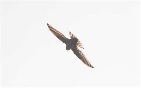 Swift Croston Moss Lancashire UK LPA 0938 Kestrel2694 Flickr