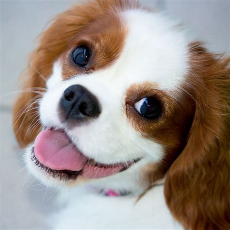 cavalier king charles puppies  sale  columbus