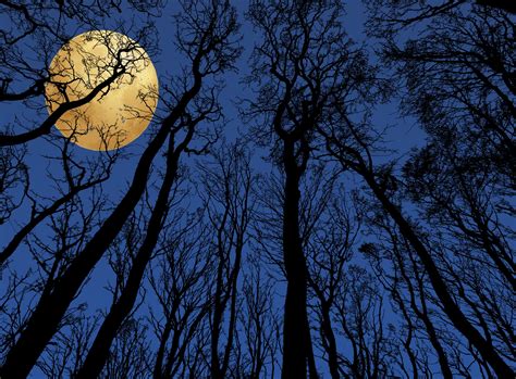 Full Moon Trees Silhouette Free Stock Photo - Public Domain Pictures