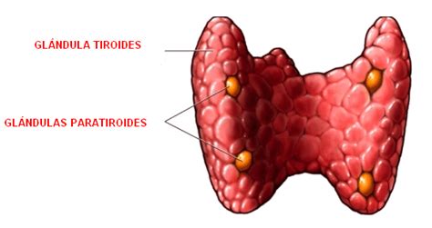 Tiroides Qué es anatomía funciones fisiología alimentos y mucho más