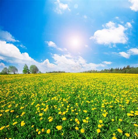 Campo De Flores Amarillo Bajo El Cielo Nublado Azul Foto De Archivo