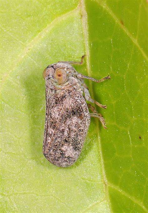 Issid Planthopper Thionia Bullata Meadowood Srma Mason Flickr