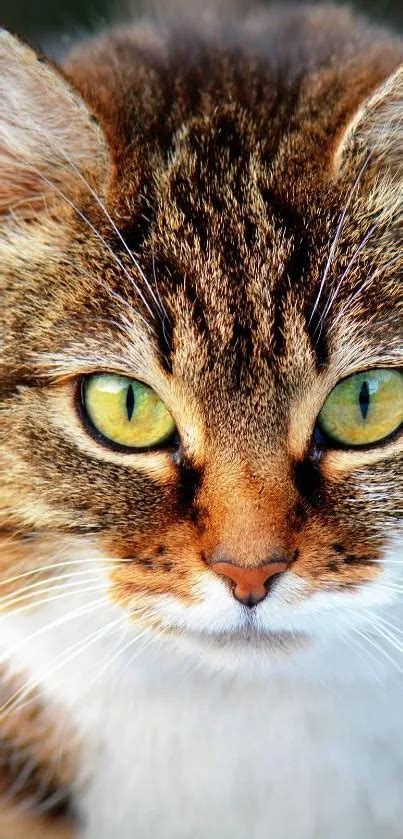 stunning cat close  wallpaper