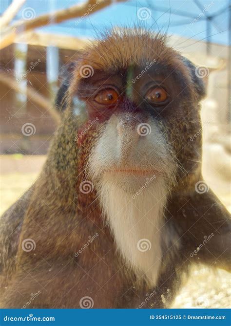 Monkey close up stock image. Image of mammal, primate - 254515125