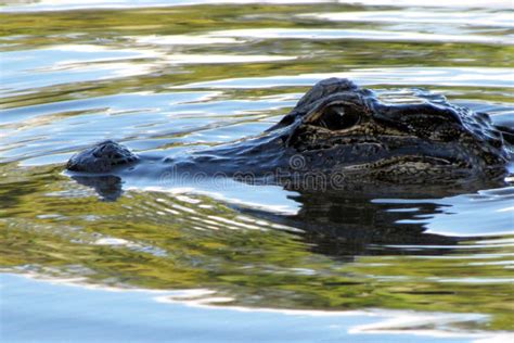 Alligator Cruising the Swamp Stock Image - Image of sending, blue ...