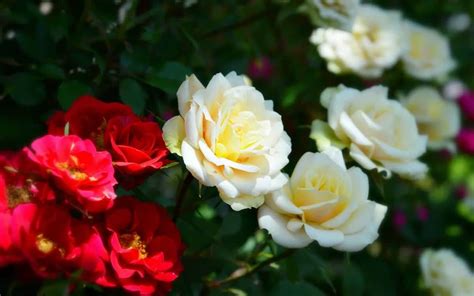 D Couvrez Le Secret Ultime Pour Planter Des Boutures De Rosiers