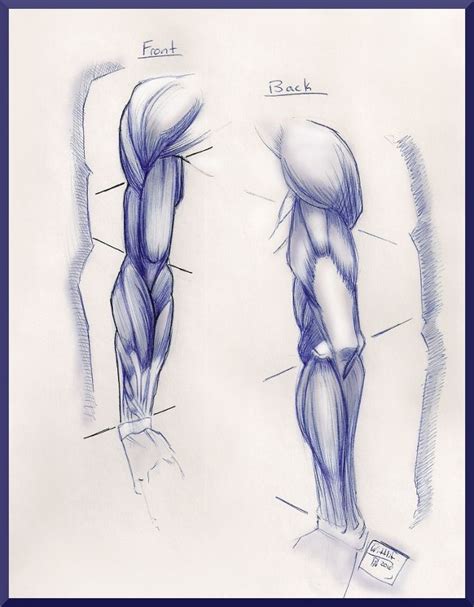 Anatomy Of The Arm By Paperbag Ninja