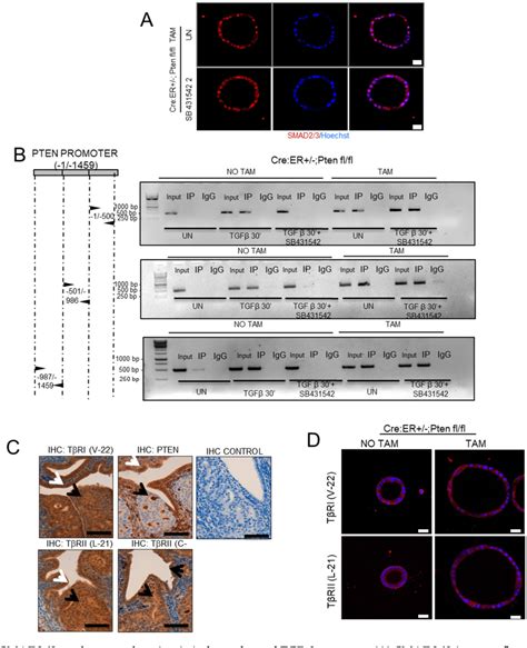 Pdf Endometrial Pten Deficiency Leads To Smad Nuclear