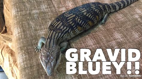 Gravid Blue Tongue Lizard Youtube