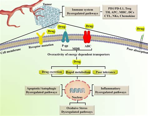 Frontiers Modulation Of Tlr Nf B Nlrp Signaling By Bioactive