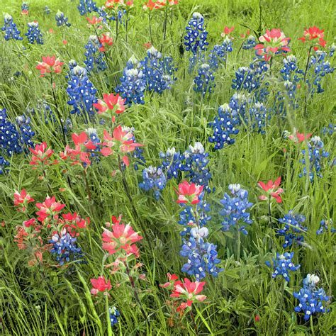 Texas Bluebonnets and Indian Paintbrush - Ennis Bluebonnet Trail ...