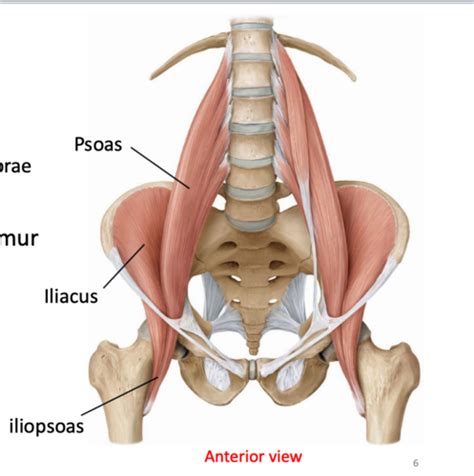 Muscles of Hip & Pelvis Flashcards | Quizlet