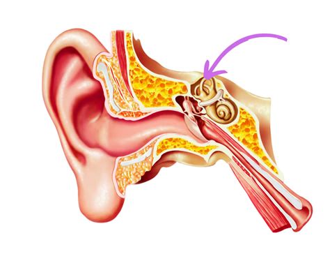 I Have Crystals In My Ear? - Smith Physical Therapy & Running Academy