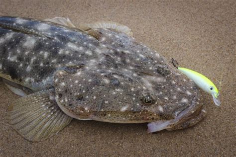 NSW Trophy Dusky Flathead Fishery Updates Fishing World