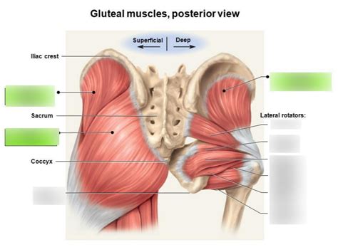 Gluteal Muscles Diagram Quizlet