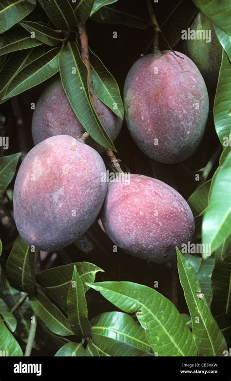 Mango fruit on the tree, variety Sensation, Transvaal, South Africa ...