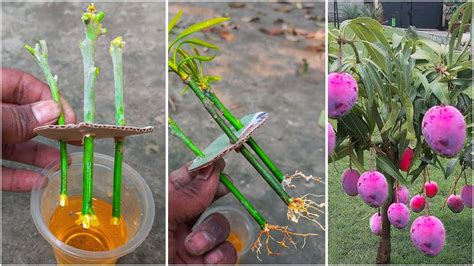 How To Grow Mango Tree From Cutting Very Unique Techniques Propagate