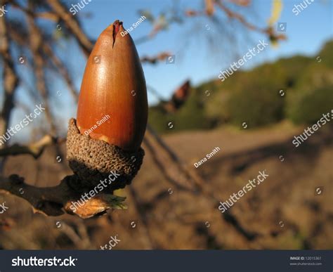 A Single Acorn On An Oak Tree With California Hills In The Background