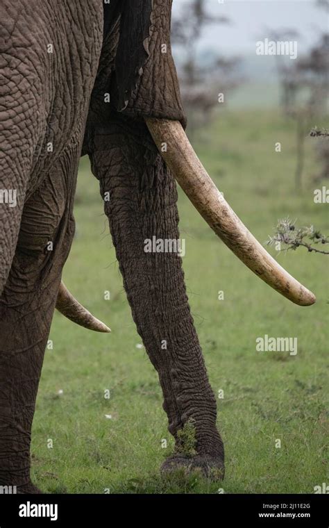 Large Tusks And Trunk Of A Male African Elephant In The Light Grasses