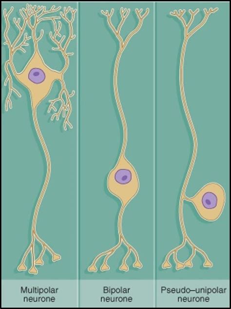 Nervous Tissue Diagram | Quizlet