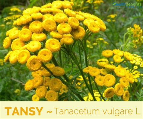 Tansy facts and health benefits