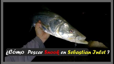 Los Mejores Tips Para Pescar Snook Y Jack Crevalle YouTube