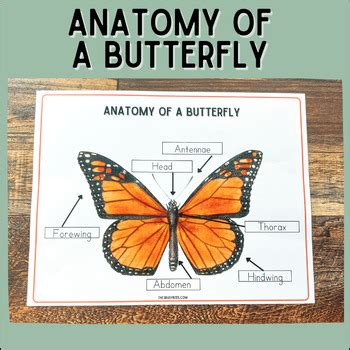 Anatomy Of A Butterfly Montessori Printable Butterfly Study Busy