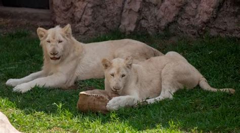 Top Imagen Leones Blancos Imagenes Abzlocal Mx