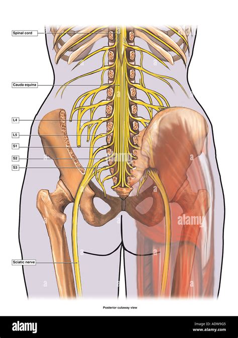 Lumbar Nerves An Overview Sciencedirect Topics Off