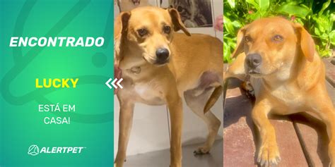 Cachorro Encontrado Sao Paulo SP Lucky AlertPet