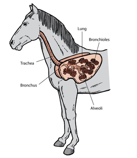 Horse Lung Anatomy Guide: How to Keep Your Horse Free of Respiratory ...