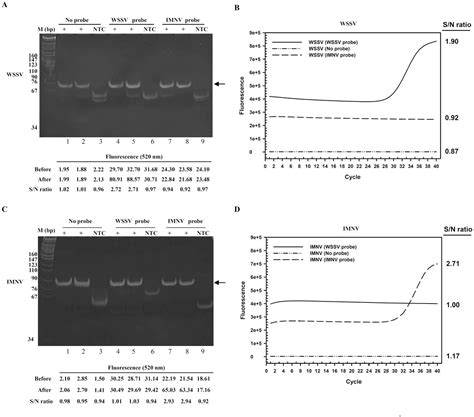 Pdf Development Of Taqman Probe Based Insulated Isothermal Pcr Iipcr