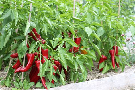 Sweet Pepper Growing Season At Jefferey Hollis Blog