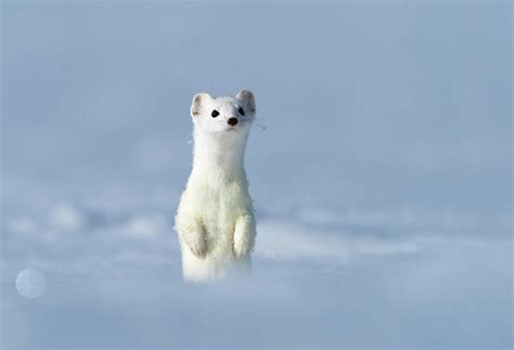 Stoat In Winter Coat, Standing Upright In Snow, Germany Photograph by ...