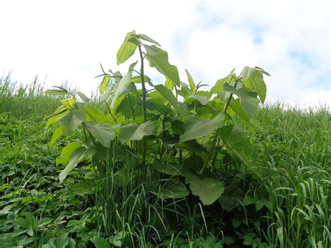 Reynoutria sachalinensis - Изображение особи - Плантариум