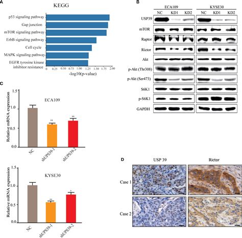 Frontiers The Deubiquitinase USP39 Promotes ESCC Tumorigenesis