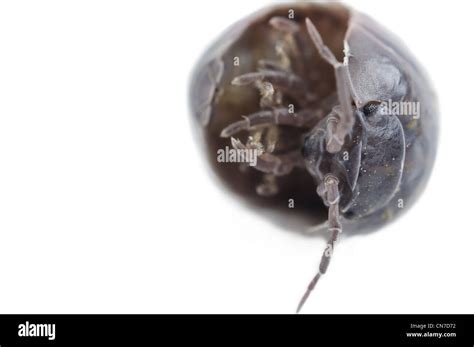 Close up of an isopod on white background Stock Photo - Alamy