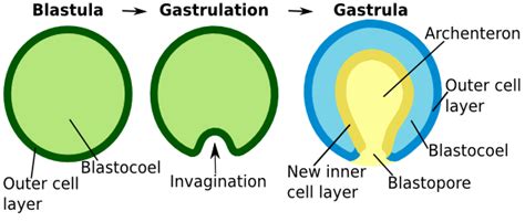 Gastrula; Archenteron; Blastopore; Gastrocoele; Primitive Gut