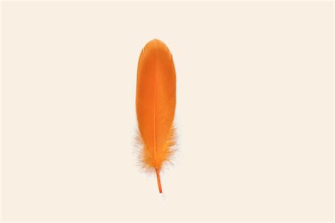 Premium Photo | Exotic soft orange bird feather