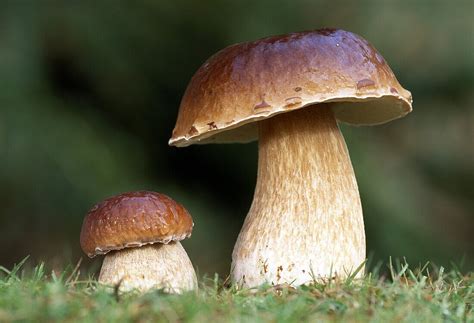 Bolete An Edible Mushroom Fungi License Image Lookphotos