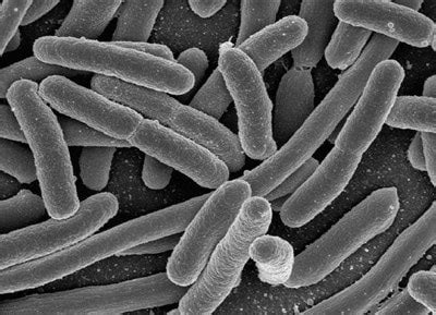 Lactobacillus acidophilus NCFM® | Database