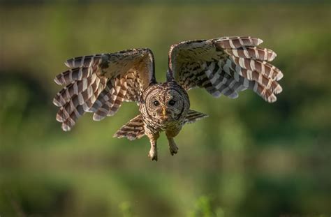 Barred owl | Size, Diet, Call, & Facts | Britannica