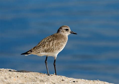 Black Bellied Plover Greg In San Diego