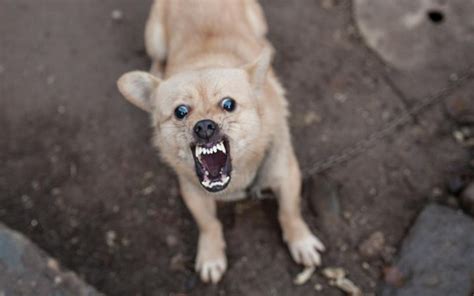 Dua Bule Di Legian Bali Diserang Anjing Rabies Okezone News