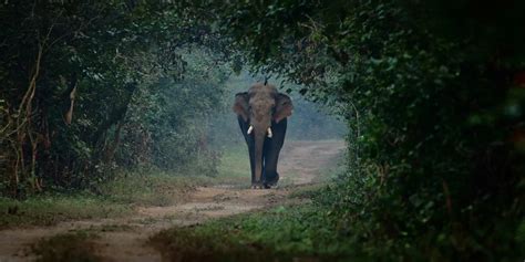 Jim Corbett National Park Safari Tiger Reserve And Safari Booking My