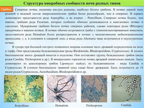 Лекция 5 Экология почвенных микроорганизмов - CALAMEO Downloader