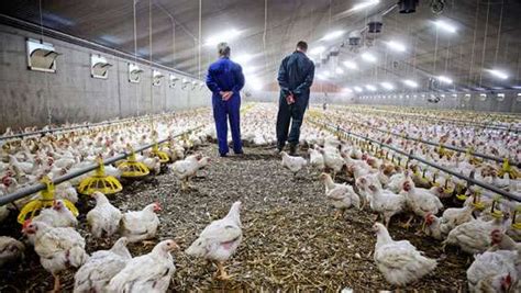 Poultry Industry In The Verge Of Collapse Assn Breaking News