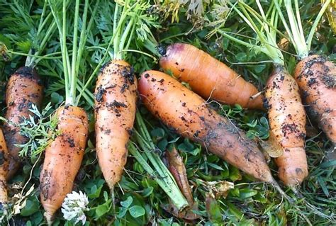 Quand semer des carottes pour obtenir la meilleure récolte